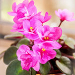 Pink African Violet Live Plant in 4” Pot, Blooming Indoor Houseplant, Easy Care Flowering Plant for Home or Office Décor