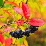 Black Chokeberry Tree Live Plant for Planting, Chokeberry Plant Live 8 to 14 Inch Tall, in Quart Pot