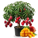 No CA, Grafted Mango Plant Live Tree, 2-3 Ft Tall in 3 Gallon Pot, High-Yielding for Spring Planting (Lemon)