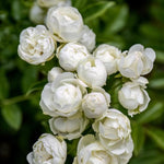 Climbing Rose Live Plant Well Rooted, No Leaf, Ready to Plant Indoor Outdoor, Climber Rose Bush, Hybrid Tea Rose Like, Very Fragrant, Long Bloomer (White)