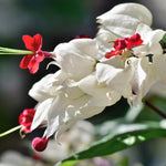 Set 2 Clerodendrum Bleeding Heart Plants Live, Clerodendrum Bleeding Heart Vine, Bell Shaped Flowers (White Bleeding Heart)