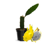 Yellow Dragon Fruit Plant Live, Live Dragon Fruit Plant, Between 4 and 6 Inches Tall, Dragon Fruit Live Plant for Garden, Dragon Fruit Tree Live Plant