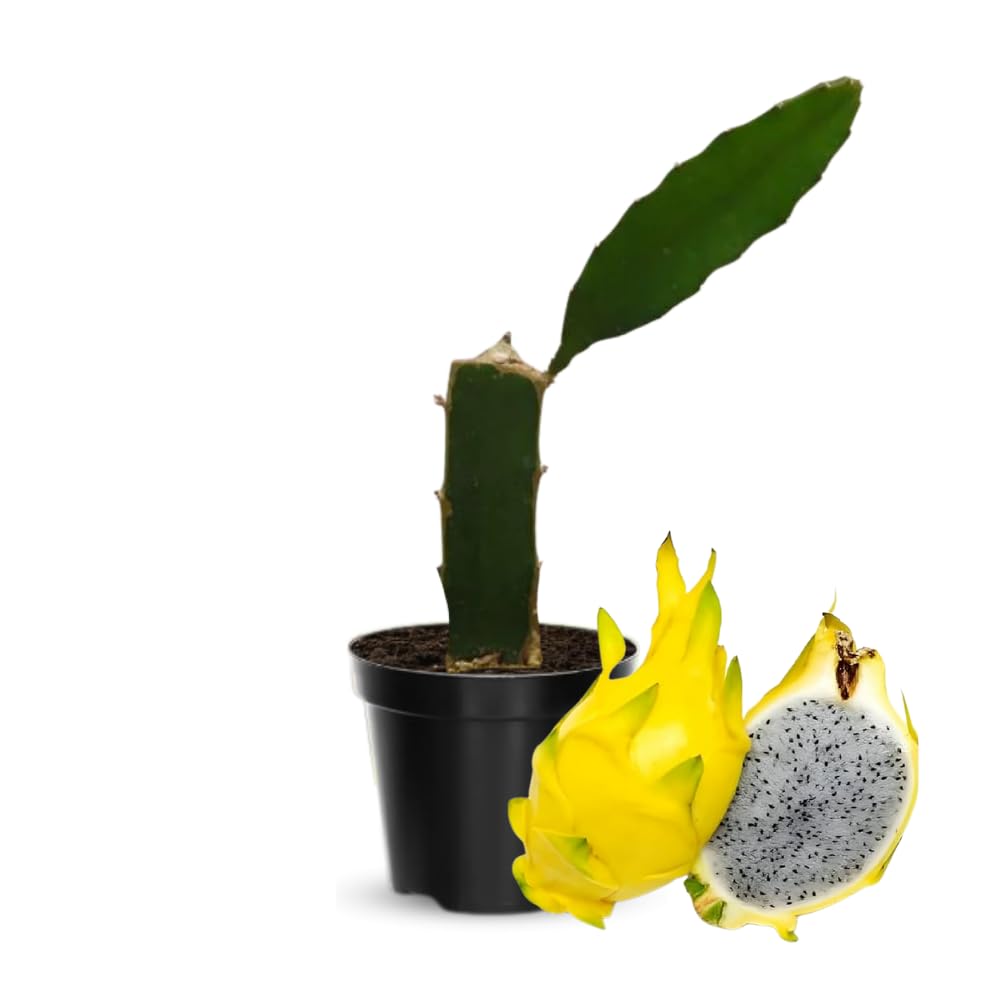 Yellow Dragon Fruit Plant Live, Live Dragon Fruit Plant, Between 4 and 6 Inches Tall, Dragon Fruit Live Plant for Garden, Dragon Fruit Tree Live Plant