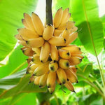 Banana Plant Live, Truly Tiny Banana Tree Live Plant, Hardy Banana Fruit Seedling 4 to 8 Inch Tall, Indoor Outdoor