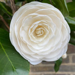 White Camellia Live Plant, 10-12 Inch Tall Camellia Japonica in 4" Pot, Flowering Shrub for Indoor or Outdoor Planting