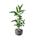 2 White Milkweed Plants Live Starter Size, 5-9" in Tall, Outdoor Planting, Spring Blooms, Cold Hardy, Perennial