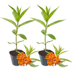 2 Butterfly Milkweed Plants Live, Asclepias Tuberosa Tropical Milkweed Flowers for Butterfly Garden, 4-9" Tall Perennials, No Pot Included (Orange Milkweed)