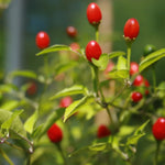 2PPP Chiltepin Pepper Plants Live, Hot Chili Pepper Plants, 4-7'' Tall