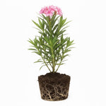 Pink Oleander Plant Live, Oleander Live Plant, 5 to 7 Inches Tall, Flowering Ornamental Shrub, Easy Care Outdoor Plant