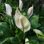 2 Green Peace Lily Live Houseplant - Live Indoor Houseplant with Elegant Leaves - 5 to 9 Inc Tall