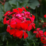 2 Red Geranium Plants Live, Vibrant Blooms, Hardy Perennial Geranium Flowers 4-8 Inches, Indoor Outdoor Planting