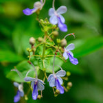 2 Clerodendrum Wallichii Plants Live, Chains of Glory Vine Light Bulbs Plant 4-8 Inches for Growing Indoor Outdoor, Blue Butterfly Clerodendrum