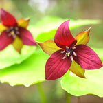 10 Bulbs of Mix Trillium Bulbs, Large Bulbs, Trillium Perennial Flower Bulbs, Trillium Bulb for Planting Indoor Outdoor, Trillium Flower Bulbs