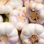 1 Pound Garlic for Planting in Spring Softnec Hardneck, 5-6 Music Garlic Bulbs for Planting, Fresh and High Yield Bulb Variety Pack, Hardy and Fast Growing