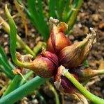 200 Walking Onion Plant Seeds for Spring Planting, Ready to Grow, Cold Hardy, Fast-Growing and High Yielding