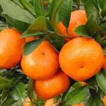 Sweet Seedless Mandarin Tree Live Plant Grafted 2-3 Feet, Fast-Growing and Bear Fruit for Citrus Garden Outdoor Planting Zones 9-11