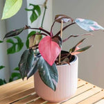 2 Pink Philodendron Plants, Variegated Leaf Houseplant, Tropical Indoor Plant 5 to 8 Inches Tall Well-Rooted, No Pot