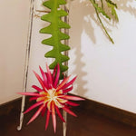 Fishbone Cactus Plant Live, Succulents Plant Live, 4 Inches Pot, Houseplant, Pink Epiphyllum Flower Cactus Live Plant for Home Decoration