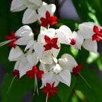 Set 2 Clerodendrum Bleeding Heart Plants Live, Clerodendrum Bleeding Heart Vine, Bell Shaped Flowers (White Bleeding Heart)