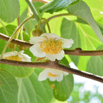 2 Hardy Kiwi Plants Live, Well Rooted 4-6" Tall Kiwi Vines, Perennial Fruit Plants for Garden or Trellis