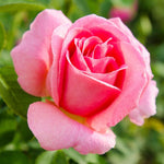 Rose Bush Live Plant, Heirloom Rose Plant Live for Planting, 5-10 Inch Tall, Fragrant Flowers Well Rooted Starter Plant, No Pot (Rare Pink Rose)