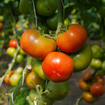 Bigbeef Tomato Plants, Red Tomato Plants Live for Planting, 4-6" Tall Vegetable Plant Seedings