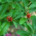 Magnolia Tree Live Plant 6-12 Inch Height, Fragrant Magnolia Plant Live to Grow, Magnolia Bush Flowers (Sweetbay Magnolia)