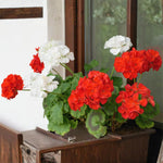 Pack of 3 Assorted Geranium Plants, 4-6" Mix Geranium Plant, Colorful Blooms, Perennial Geraniums Flowers Plant for Planting