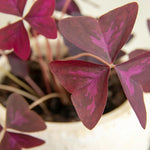Purple Oxalis Flower Plant, 4-5'' Tall, Purple Shamrock Plants, Oxalis Plant, Live Flowers Plants, Perennial Flower Plants for Indoor and Outdoor Garden