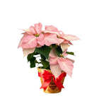 2 Multi Varieties Poinsettia Plants Live, Pink Poinsettia Flowers for Holiday Christmas Gift, Decoration Houseplant 5-10" in Tall, No Pot