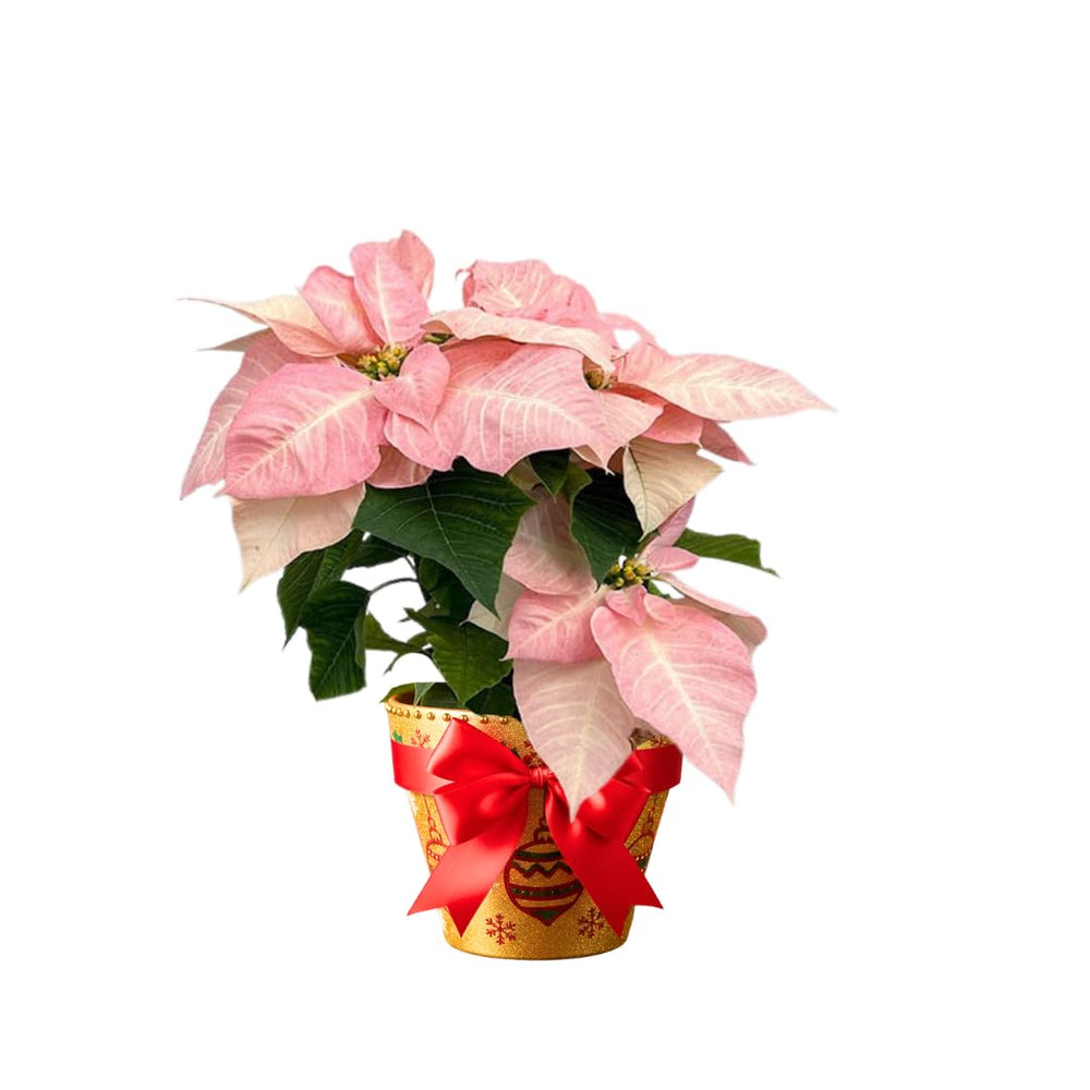 2 Multi Varieties Poinsettia Plants Live, Pink Poinsettia Flowers for Holiday Christmas Gift, Decoration Houseplant 5-10" in Tall, No Pot