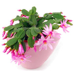 Easter Cactus Live Plant, 4-9” Tall, Rooted Holiday Cactus Succulent Plant for Indoor or Outdoor Growing, Easy Care Flowering Houseplant (Pink Easter Cactus)