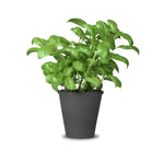 2 Basil Plants Live, Large Leaf Basil Plant Pot, Fragrant Plant for Outdoor Garden, 4 Inc Pot
