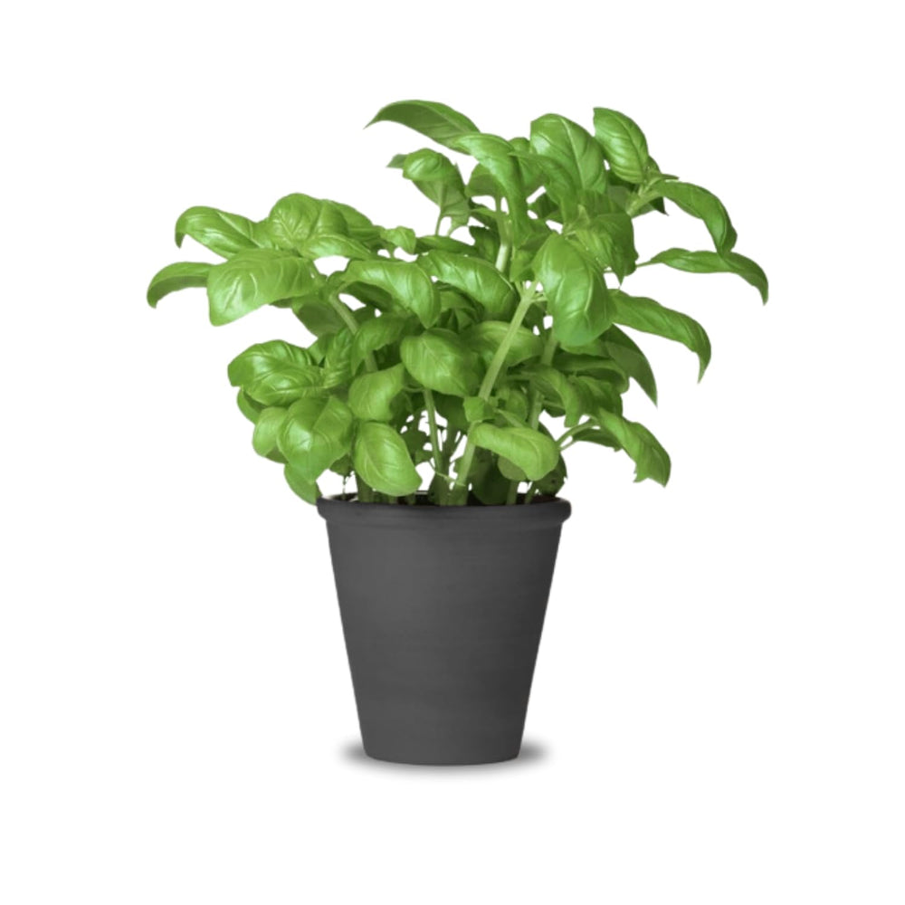 2 Basil Plants Live, Large Leaf Basil Plant Pot, Fragrant Plant for Outdoor Garden, 4 Inc Pot