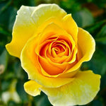 Rose Bush Live Plant, Heirloom Rose Plant Live for Planting, Fragrant Flowers Well Rooted Plant, 5-10 Inch Tall (Yellow Rose)