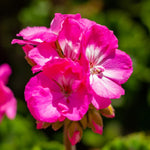 2 Pink Geranium Plants Live, Geraniums Live Plants, Colorful Flowering Plants for Garden, Patio, or Hanging Baskets, 5-9" Tall, No Pot