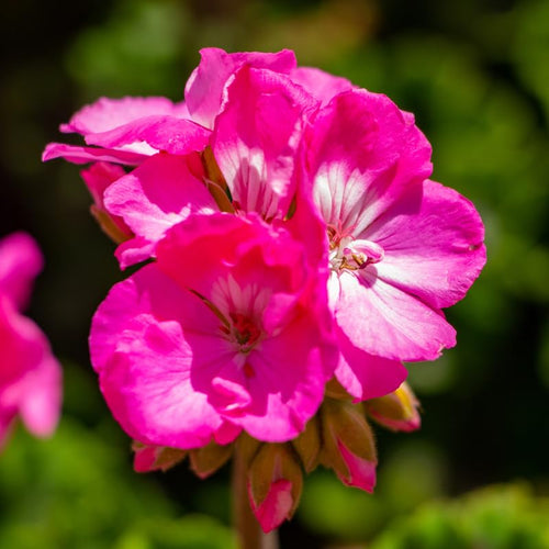 2 Pink Geranium Plants Live, Geraniums Live Plants, Colorful Flowering Plants for Garden, Patio, or Hanging Baskets, 5-9" Tall, No Pot
