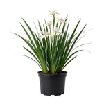 Pack of 2 African Iris Plants Live, Live African Iris Plant, White Bloom, 3-5 Inc Tall, Perennial Flowers for Indoor Outdoor Planting