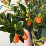 Goldfish Plant Live Houseplant, Lady Goldfish Variety, 4-Inch Potted Tropical Indoor Plant