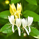 2 Winter Honeysuckle Plants Live for Planting, Fragrant, Easy to Grow, Perfect for Landscaping, No Pot, Ideal for Trellises Fences, Climbing or Bush, Rooted Cutting 8-12", Dormant No Leaf