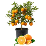 Valencia Orange Tree Live Plant 1.5-2 Ft Tall in 1 Gallon Pot, Citrus Fruit Tree for Patio Containers, Backyard and Indoor Growing