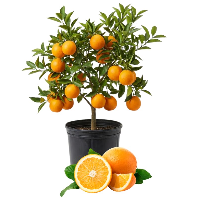 Orange Tree Live Plant 1.5-2 Ft Tall in 1 Gallon Pot, Citrus Fruit Tree for Patio Containers, Backyard and Indoor Growing