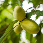 Live Pawpaw Tree in Quart Pot, 1 Year Old Paw Paw Tropical Fruit Tree, Outdoor Planting, Winter Dormant