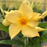 Yellow Dipladenia Live Plant, Tropical Flowering Vine Trailing Plants, 4 to 9 Inch Tall