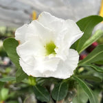Adenium Desert Rose Plant Live, Desert Rose Live Plant, Succulent Plants from 4 to 7 Inch Long, Gardening Indoor Outdoor (White)