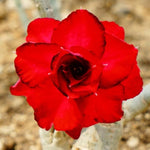 Pack 2 Red Desert Rose Plants Live, Hardy Adenium Obesum Succulent, Vibrant Blooms for Indoor and Outdoor 4-7 Inch