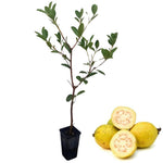 5-8 Inch Pineapple Guava Tree - Live Plant, Sweet Tropical Fruit for Home Gardens Indoor Outdoor Growing