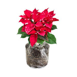 2 Multi Varieties Poinsettia Plants Live, Dwarf Red Poinsettia Flowers for Holiday Christmas Gift, Decoration Houseplant 5-10" in Tall, No Pot