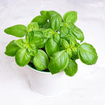 Pack of 2 Pots Sweet Basil Plant, 4 Inch Pot Live Basil Plant Potted for Planting Indoor Outdoor, Perennial Fragrant Herb Plants