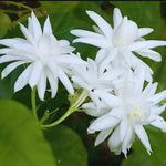 Jasmine Flower Plants Live, Jasmine Plants Indoor Live, 5 to 8 Inc Tall, Jasmine Live Plants Growing Perennial All Year